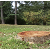 Cost of Stump Removal