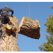 cost to cut down a tree