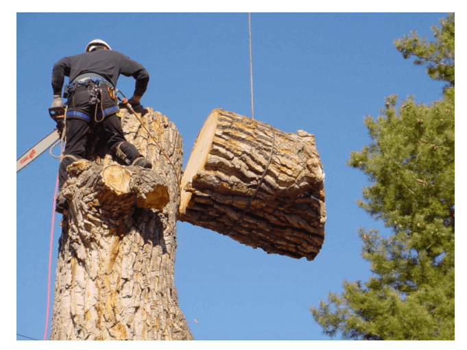 cost to cut down a tree